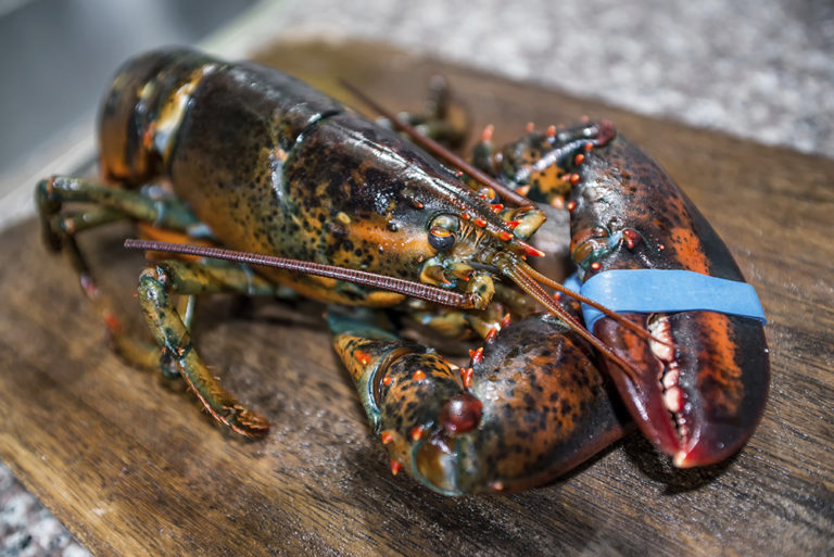 Maine Live Lobsters Shipped - The Fresh Lobster Company