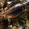 Maine Live Lobsters Shipped