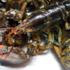 Live Maine lobsters