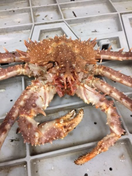 Spider Crabs Shipped