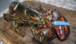 Live Maine Lobsters Shipped