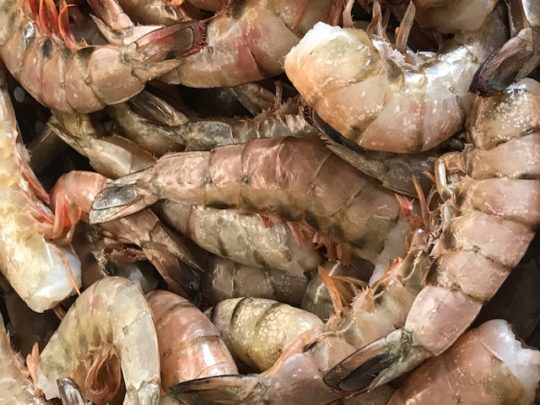 Fresh Wild Shrimp Shell On Uncooked U12 U15 Per Pound From The Gulf Of Mexico The Fresh Lobster Company