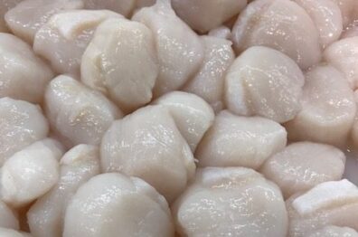 Fresh Scallops