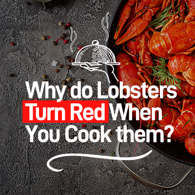 Why do Lobsters Turn Red When you Cook them