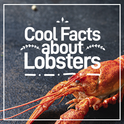 Cool Facts about Lobsters