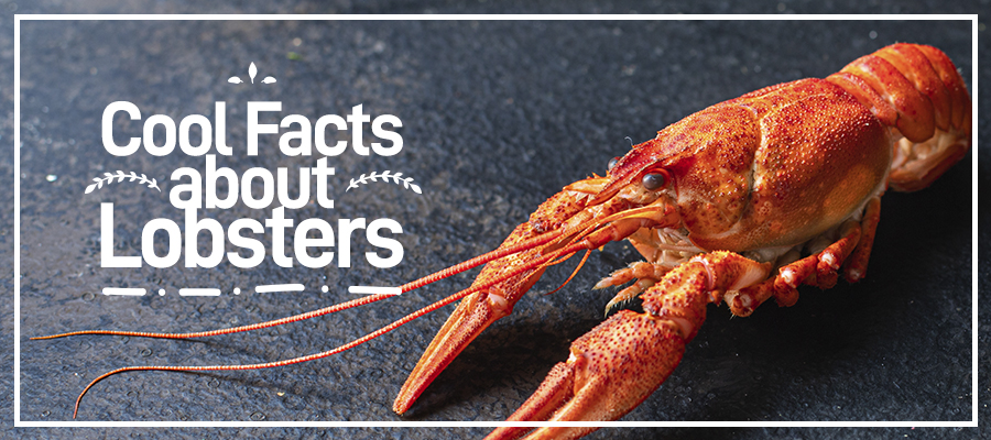 Cool Facts about Lobsters - The Fresh Lobster Company