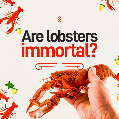 Are lobsters immortal?