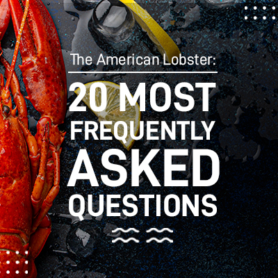The American Lobster: 20 Most Frequently Asked Questions