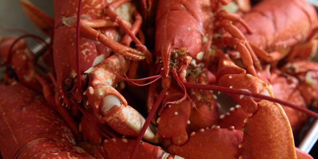 Order Cooked Maine Lobster Online Today