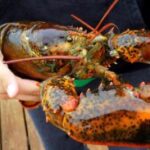 Live Maine Lobsters Shipped | The Fresh Lobster Company
