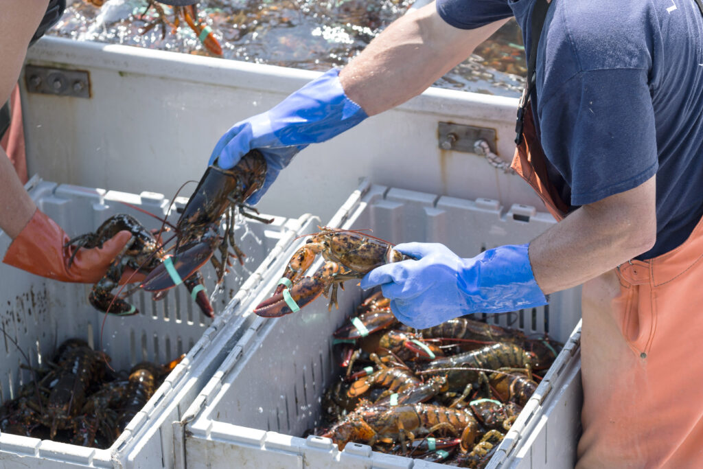 Sorting Fresh Lobster