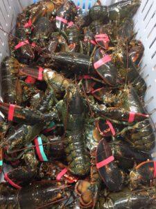 Bundle-of-Lobsters-e1512074247827-1.jpg