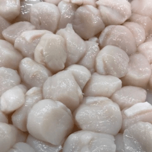 Fresh Scallops