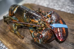 Lobster-Pic-iStock_000082480731_XXXLarge.webp