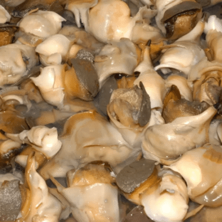 close-up of small brown and white mushrooms clustered