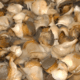 Conch Meat - No Shell<BR>(3 pounds per order)<BR>- Previously Cooked & Frozen