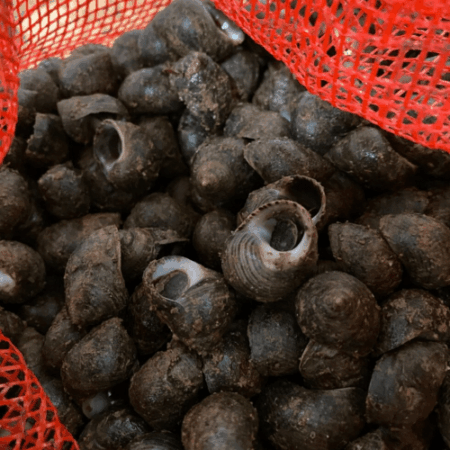 Fresh Periwinkles (In Shell)<br>(5 pounds per bundle)