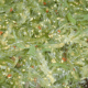 Fresh Seaweed Salad <BR>( 1 pound per )