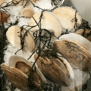 Fresh Whole Scallops in Shell ( 10 pounds per bundle ) - Aprox Qty 10-12 per order