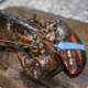 Live Maine Lobsters Shipped <BR>- Fresh Lobsters are Now on Sale - 1.50-1.75 lb per lobster $36.00