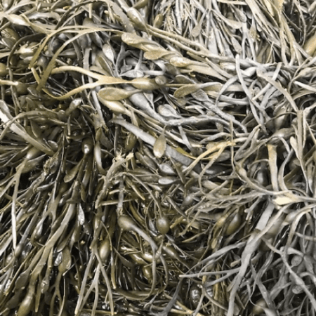 Live Seaweed<br>(1 pound per)<br>- Atlantic Coldwater
