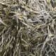 Live Seaweed<br>(1 pound per)<br>- Atlantic Coldwater