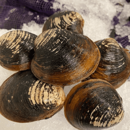 Mahogany Clams - Fresh (Aprox qty 5-6 per pound)
