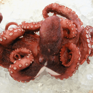 portuguese octopus