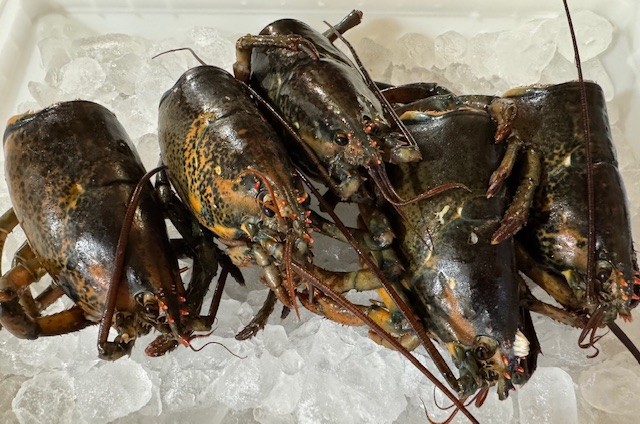 Raw Fresh Lobster Bodies
