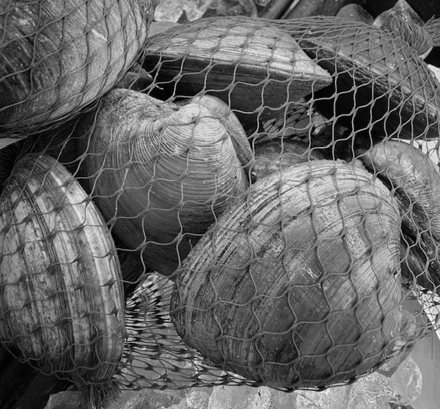 Top Neck Clams Shipped