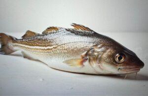 Whole Cod