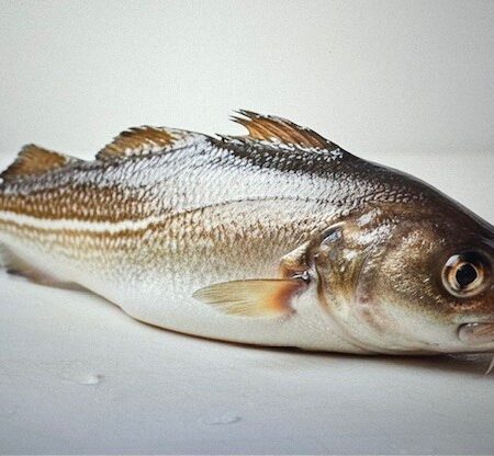 Whole Cod