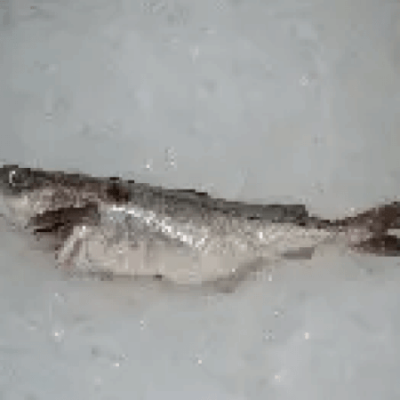 Whole Fresh Haddock <BR>(Cleaned with Head & Tail as pictured)<BR>Aprox 3 lbs per