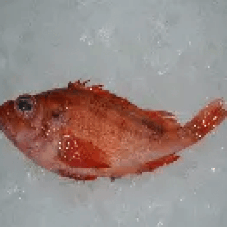 Whole Red Fish<BR>Atlantic Ocean Perch<BR>( aprox 1 lb per )