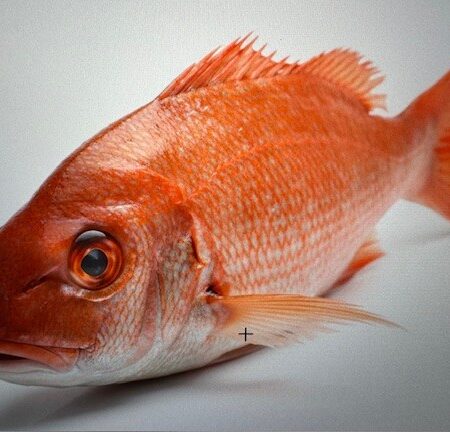 Whole Red Fish