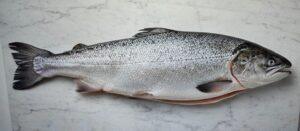 Whole Salmon - Farm Raised