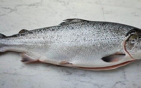 Whole Salmon - Farm Raised