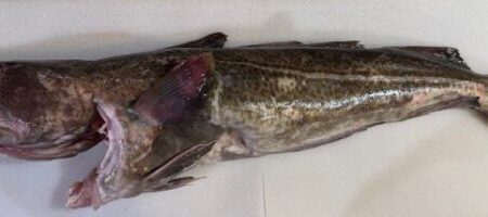 Whole Atlantic Fresh Cod (Cleaned with Head & Tail) <BR>- aprox 4-5 lbs per
