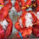 Freshly Steamed Cooked Lobsters