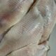 Freshwater Catfish Fillets <BR>( per pound )