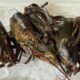 Fresh Lobster Bodies <br>(Raw, Fresh, uncooked with insides) <br>(2 pounds per bundle) <br>aprox 3-5 bodies per