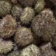Fresh Live Sea Urchins