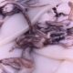 Fresh Squid shipped <BR>(Tubes cleaned with tentacles)<BR>per pound