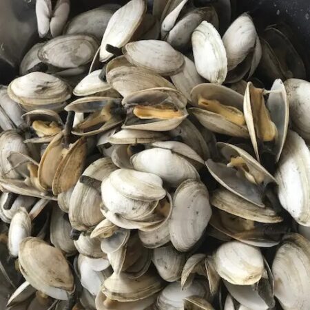 Soft Shell Steamer Clams Shipped