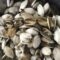 Soft Shell Steamer Clams Shipped