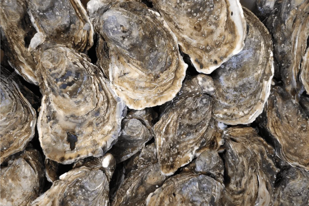 the ultimate guide to different types of oysters