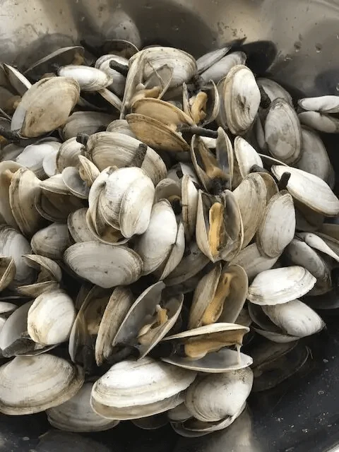 where can i find soft shell steamer clams