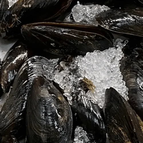 Fresh Mussels ( Qty 30-40 aprox per 2 pound bag )
