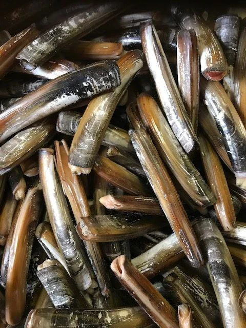 Razor-Clam-Pic-rotated-2.jpg