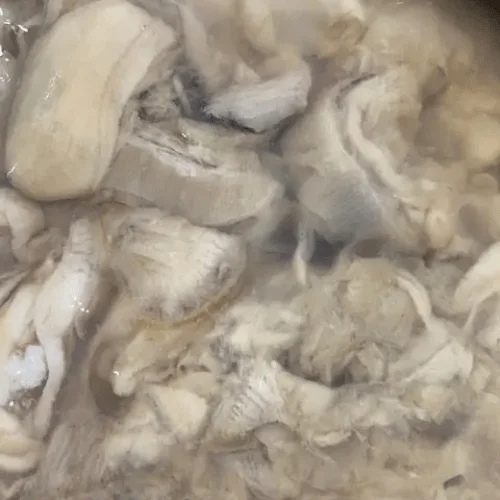 fresh oyster meat